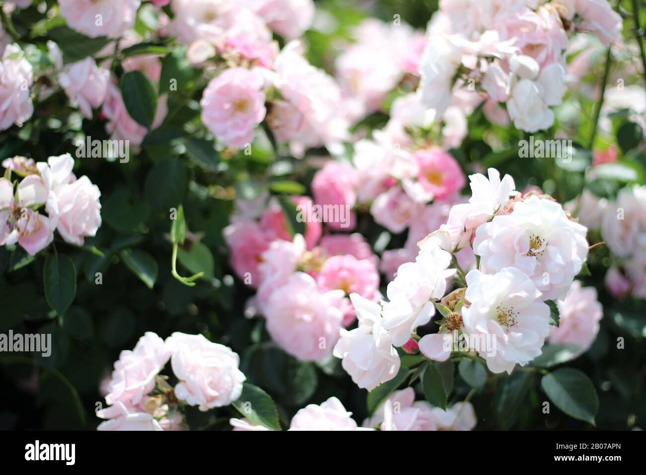 Blassrosa Dog-Rose-Blumen auf Bush. Frische Frühlingsblüte. Botanisches Gartenkonzept. Stockfoto