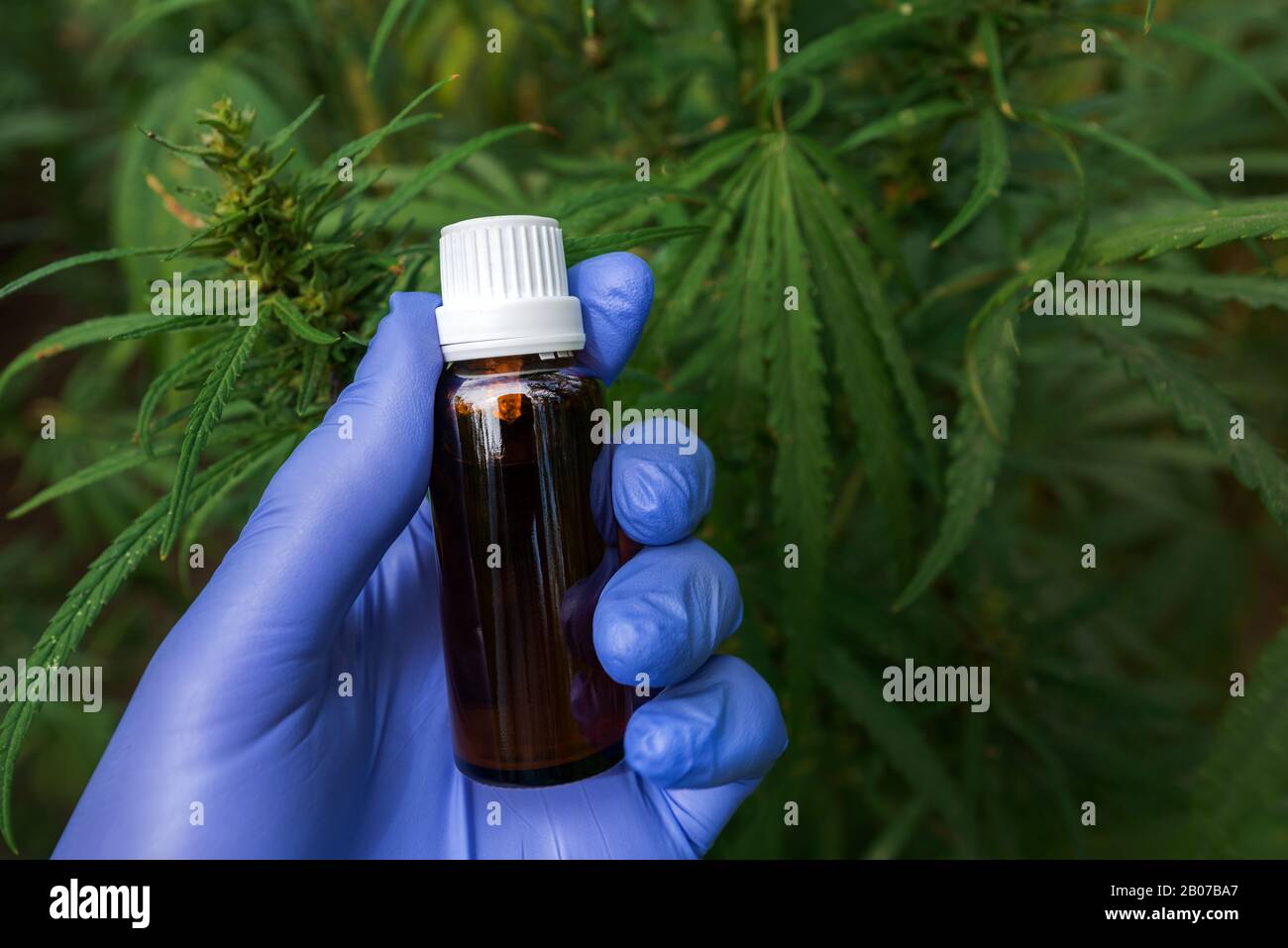 Bauer hält Cannabidiol CBD-Flasche in der Hand im kultivierten Cannabis Sativa-Feld, selektiver Fokus Stockfoto