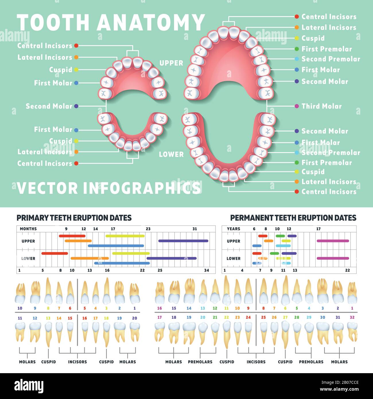 Orthodontistische humane Zahnanatomievektor-Infografiken mit Zahndiagrammen. Abbildung des medizinischen Zahndiagramms Stock Vektor