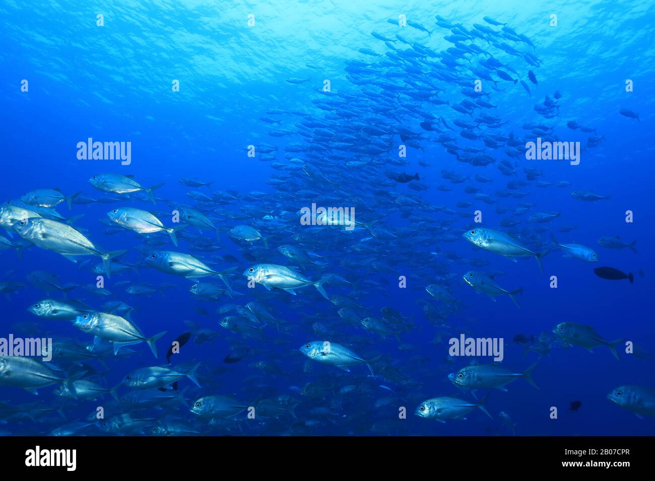 Shoal von Bigeye Trevally Fish (Caranx sexfasciatus) unter Wasser in tropischen Gewässern des indischen Ozeans Stockfoto