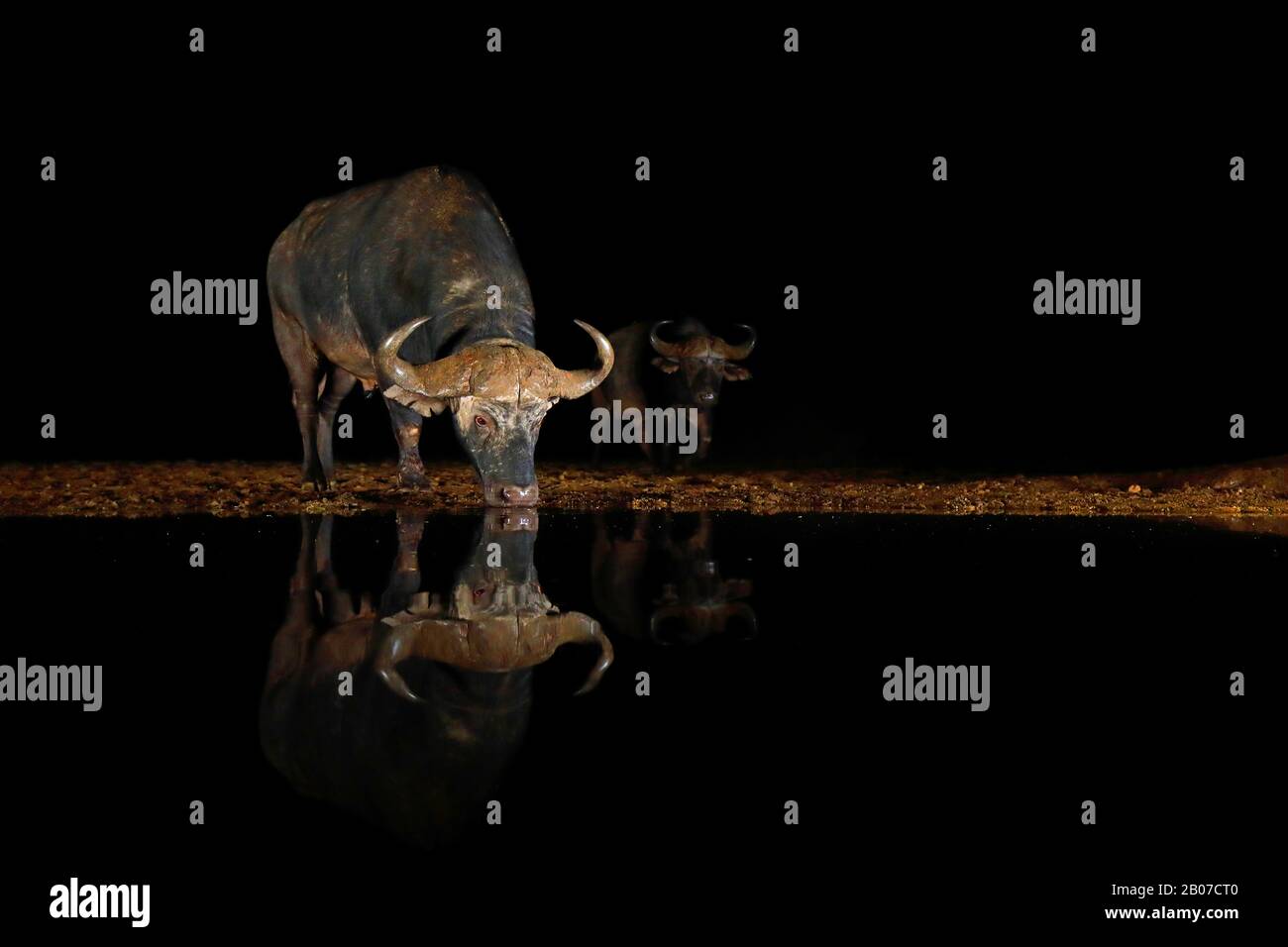 Afrikanischer Büffel (Syncerus caffer), Trinkgr bei einem Wasserloch in der Nacht, Spiegelbild, Südafrika, Kwazulu-Natal, Zimanga Game Reserve Stockfoto