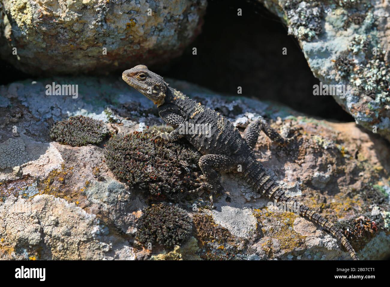 Roughtail Rock Agama, Hardun (Stellagama stellio, Agama stellio, Stellio stellio, Laudakia stellio), auf einem Felsen sitzend, Griechenland, Lesbos Stockfoto