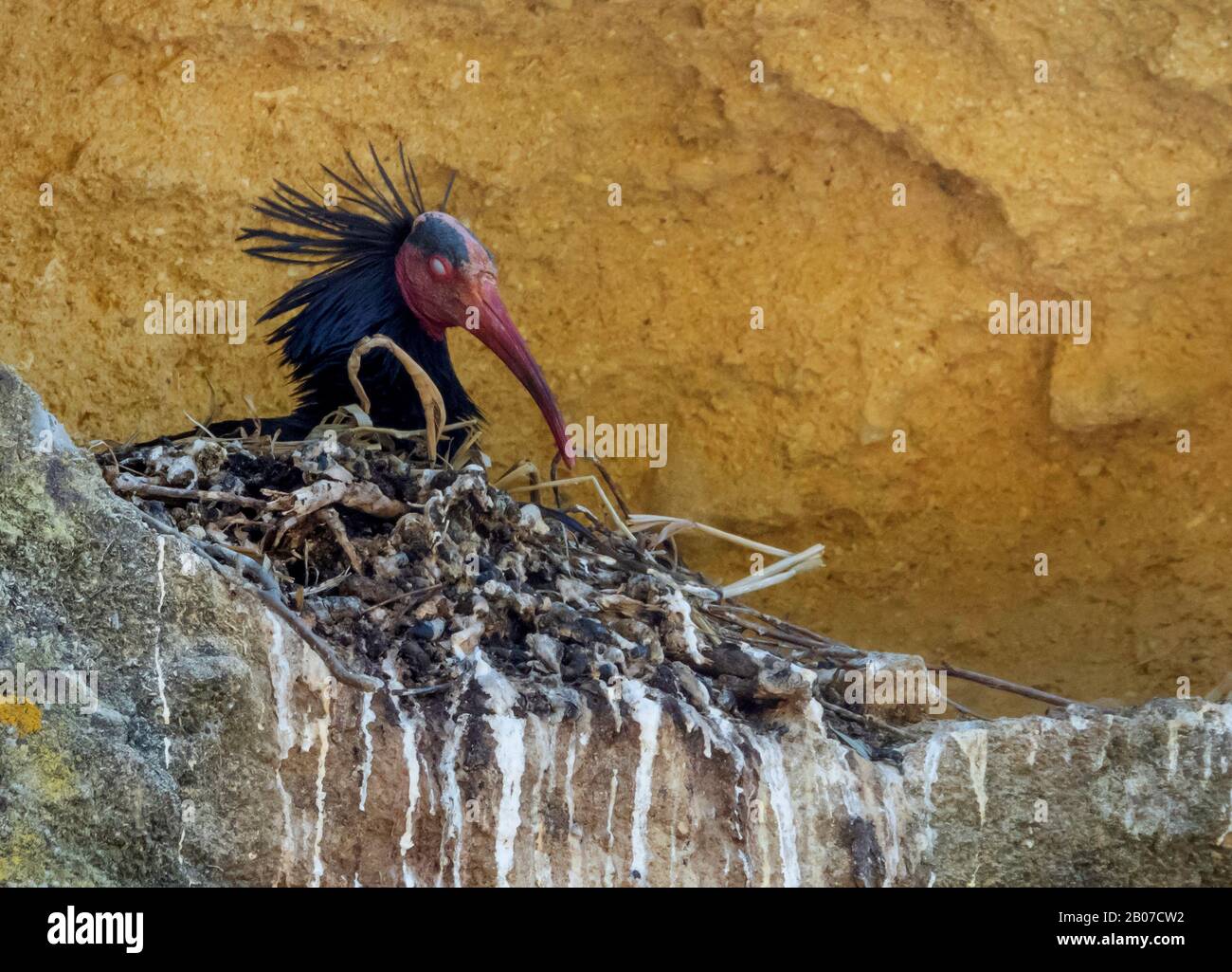 Einsiedler Ibis, Nothern Bald Ibis (Geronticus eremita), auf dem Nest, Seitenansicht, Spanien, Cadiz, Vejer de la Frontera Stockfoto