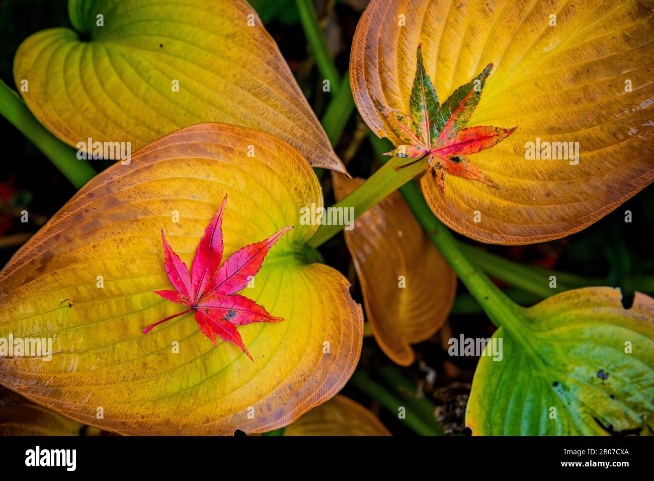 Pflanzen-Lilie (Hosta fortunei), Blätter der Pflanzen-Lilie mit Blättern aus japanischem Ahorn, Aver palmatum, im Herbst Stockfoto