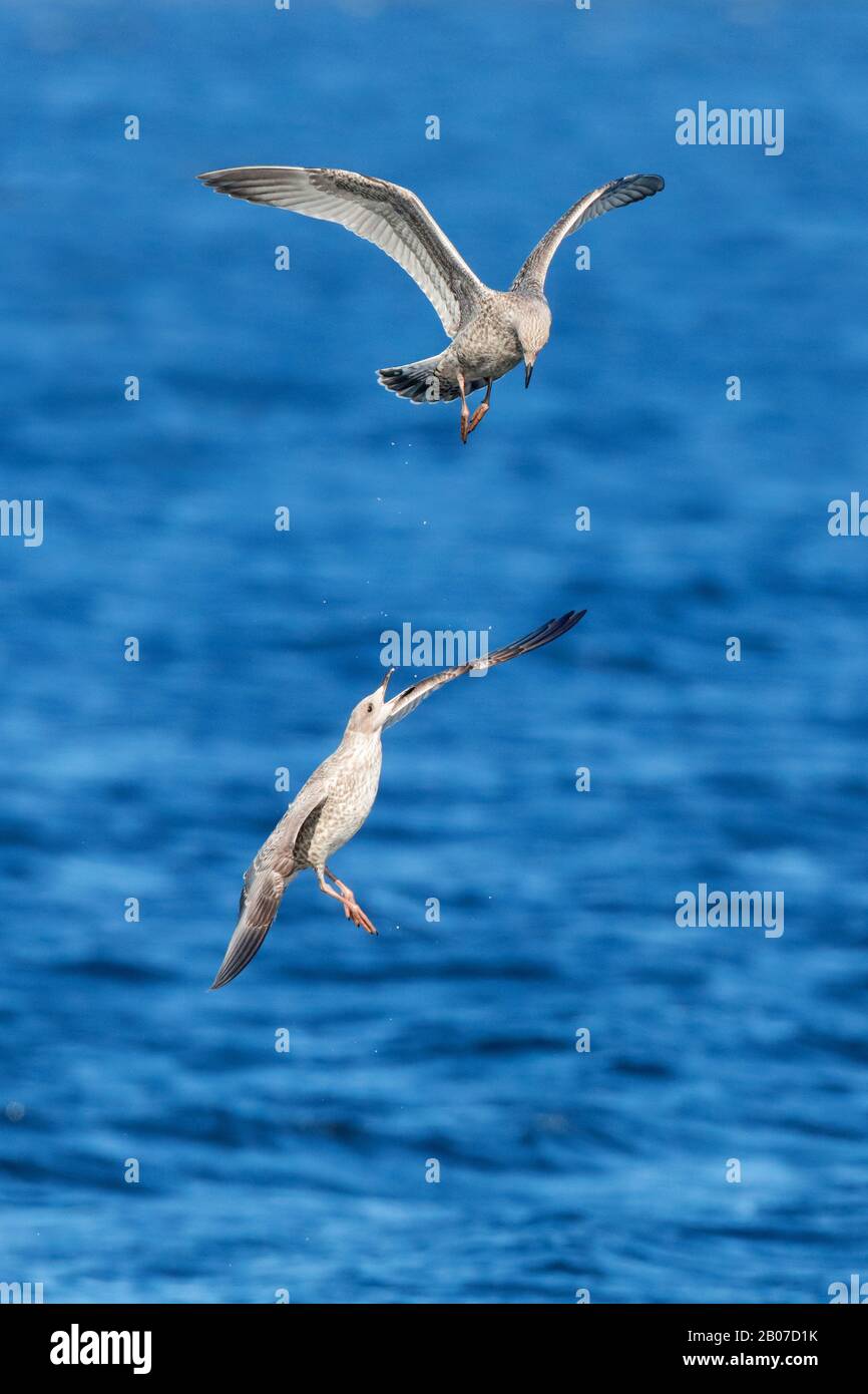 Gelbbeiner Gull (Larus michahellis, Larus cachinnans michahellis), im ersten Wintergefieder, Fighting, Großbritannien, Schottland Stockfoto
