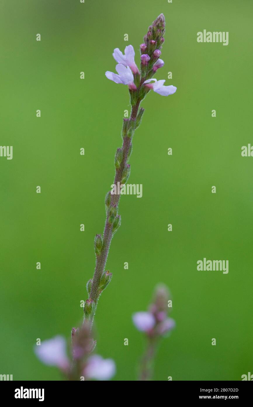 Europäische Eisenkraut, Türkei Grass, Simpler Freude (Verbena Officinalis), Blütenstand, Deutschland Stockfoto