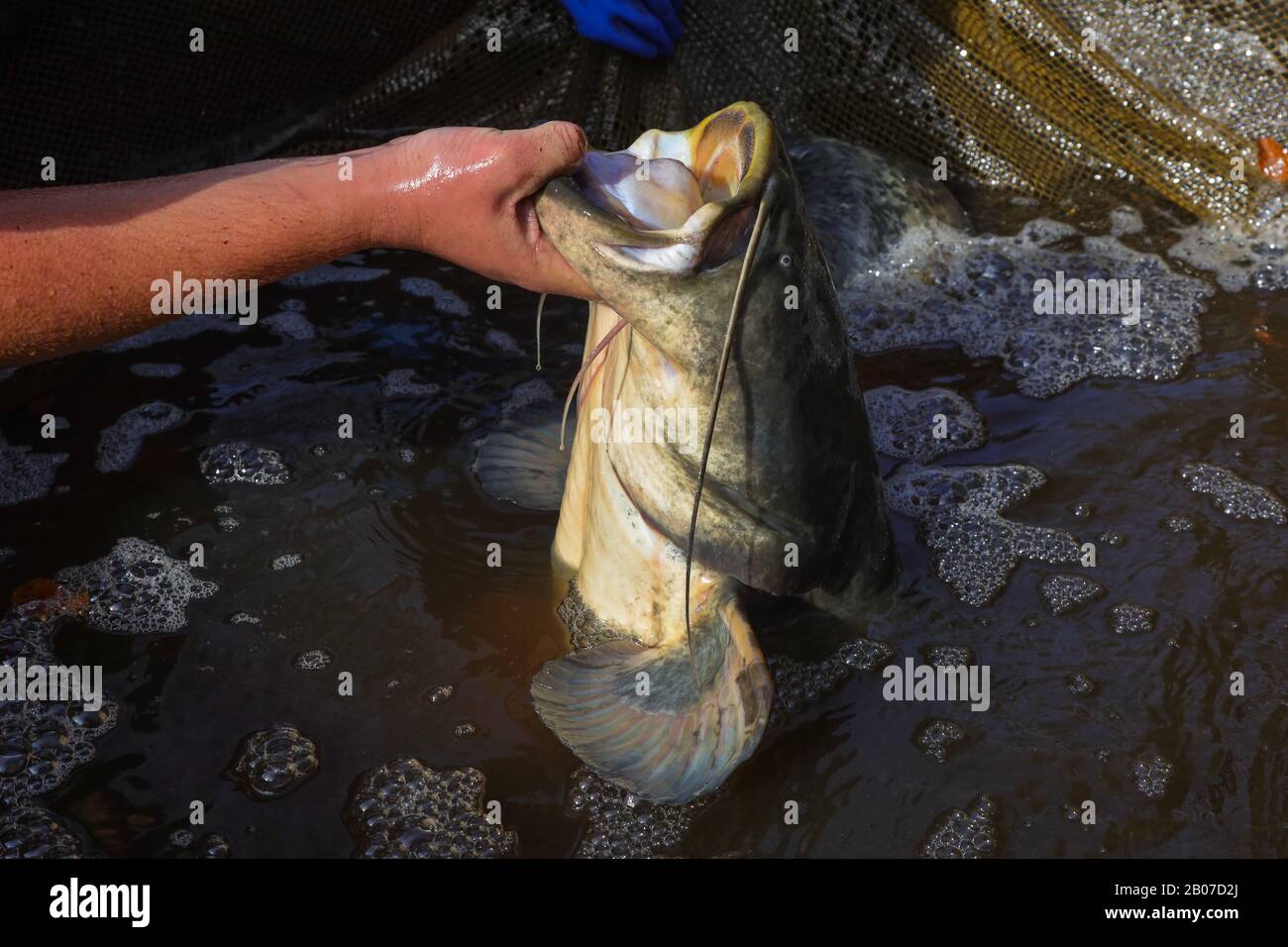 Europäischer wels, Schegfisch, wels wels Wels Wels Wels Wels Wels Wels Wels (Silurus glanis), großer wels hält sich aus dem Wasser, Deutschland, Bayern Stockfoto