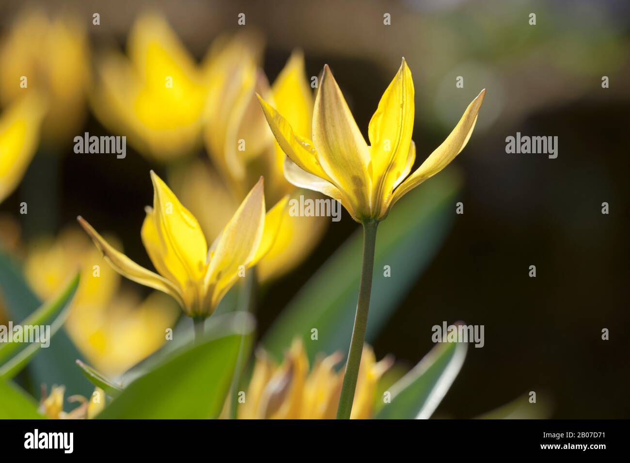 Tulpe (Tulipa spec.), Blumen Stockfoto