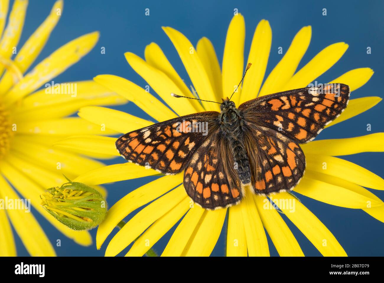 Knapper Fritillary (Euphydryas maturna, Hypodryas maturna), auf gelbem Verbundstoff sitzend, Deutschland Stockfoto