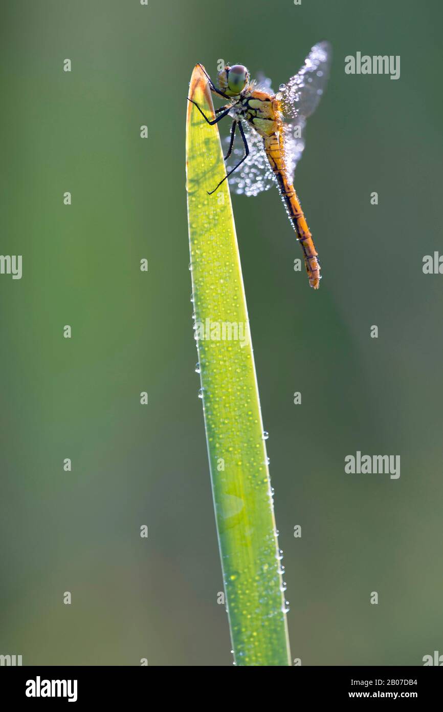 Ruddy sympetrum, Ruddy Darter (Sympetrum sanguineum), weiblich benetzt mit Tau auf einem Blatt, Belgien, Vlaams-brabant Stockfoto