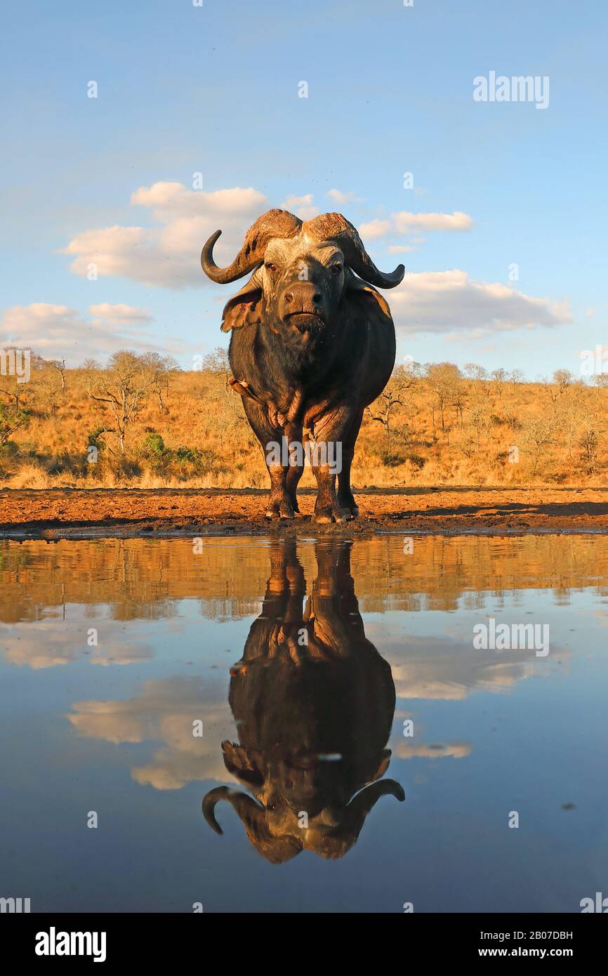 Afrikanischer Büffel (Syncerus caffer), am Wasserloch mit Spiegelbild, Südafrika, Kwazulu-Natal, Zimanga Game Reserve Stockfoto