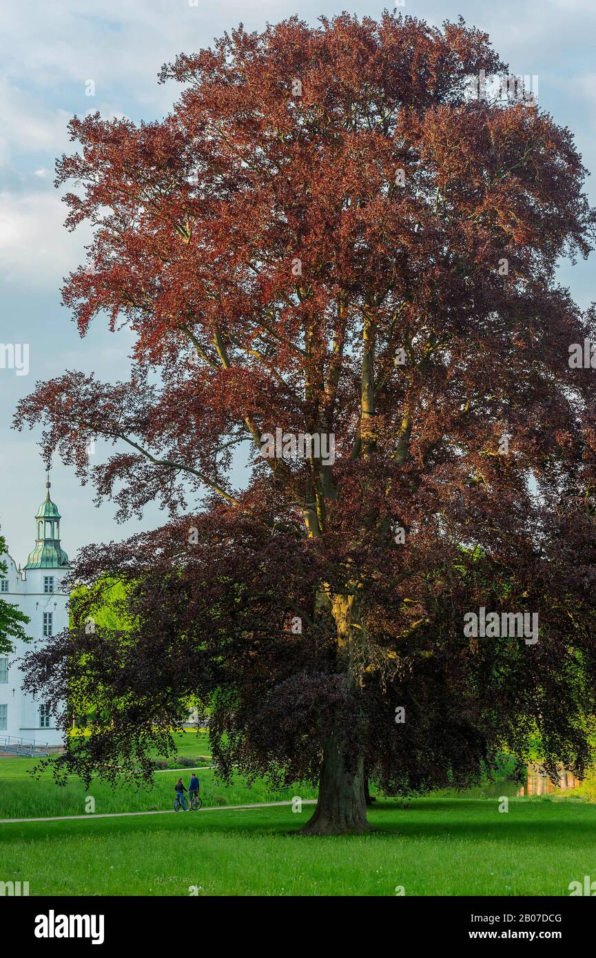 Kupferbuche (Fagus sylvatica var. purpurea, Fagus sylvatica 'Atropunicea', Fagus sylvatica Atropunicea), im Schlossgarten von Ahrensburg, Deutschland, Schleswig-Holstein, Ahrensburg Stockfoto