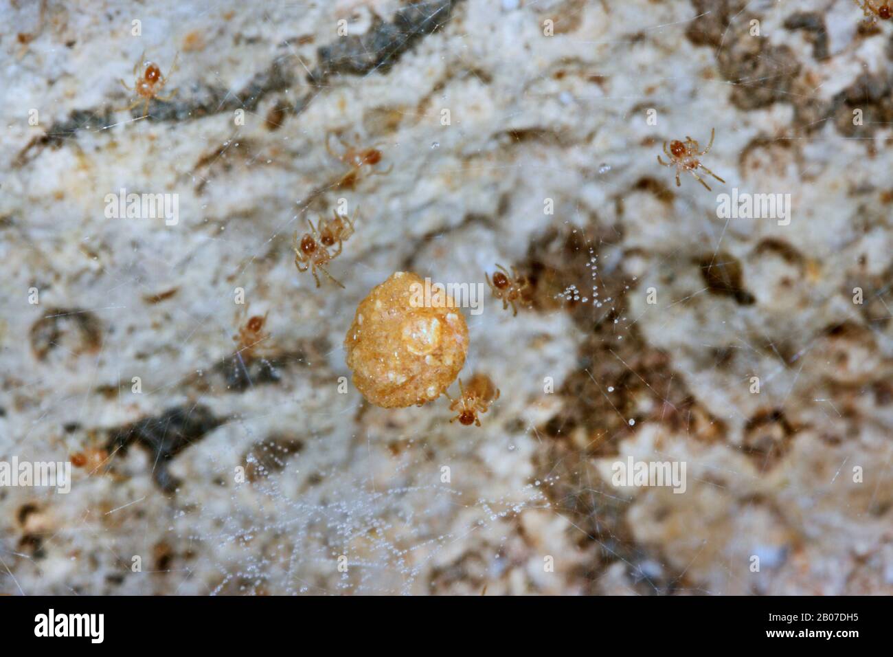 Kammfußkeller Spider (Nestcus Zellulanus), Gossamer mit jungen Spinnen und Kokon, Deutschland Stockfoto