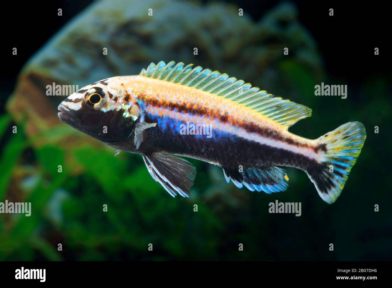 Golden mbuna, Auratus Cichlid, Malawi Golden Cichlid (Melanochromis auratus, Pseudotropheus auratus), Schwimmen Stockfoto