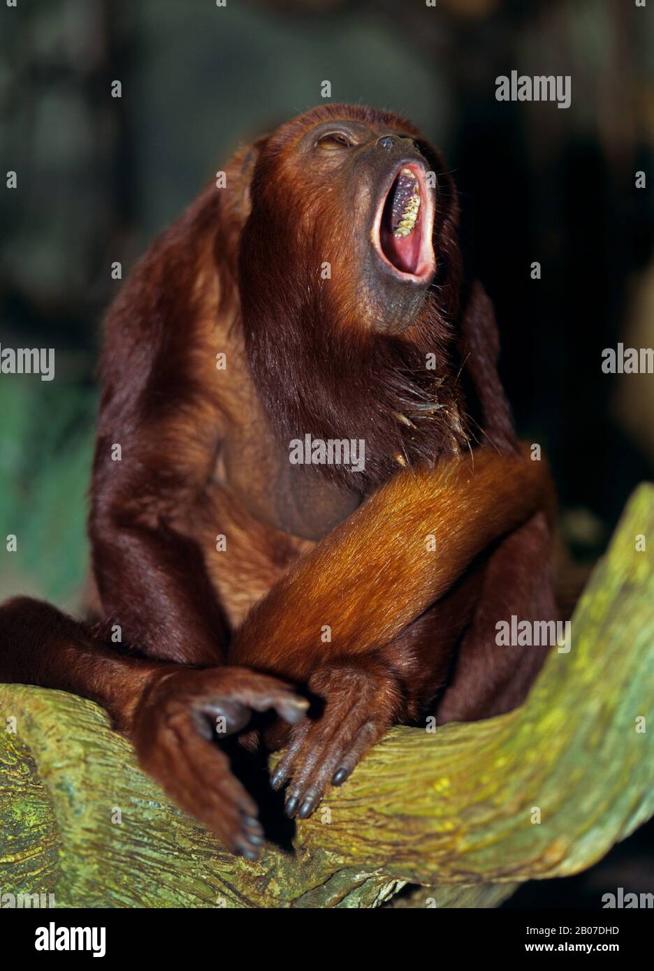 Red Howler Monkey (Alouatta ursina), sitzt brüllend auf einem Ast, Vorderansicht Stockfoto