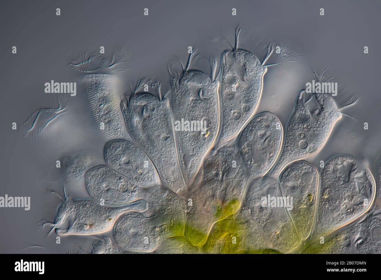 Vorticellidas, DIK-Bild, 20-fache Vergrößerung bei 35 mm, Deutschland Stockfoto