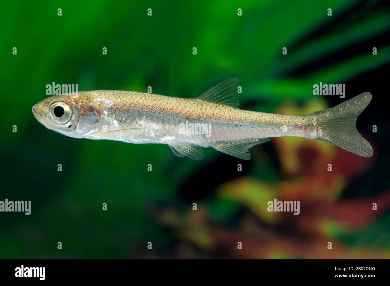 Moderlieschen, Belica, Sonnenbleiche (Leucaspius delineatus), Schwimmen Stockfoto