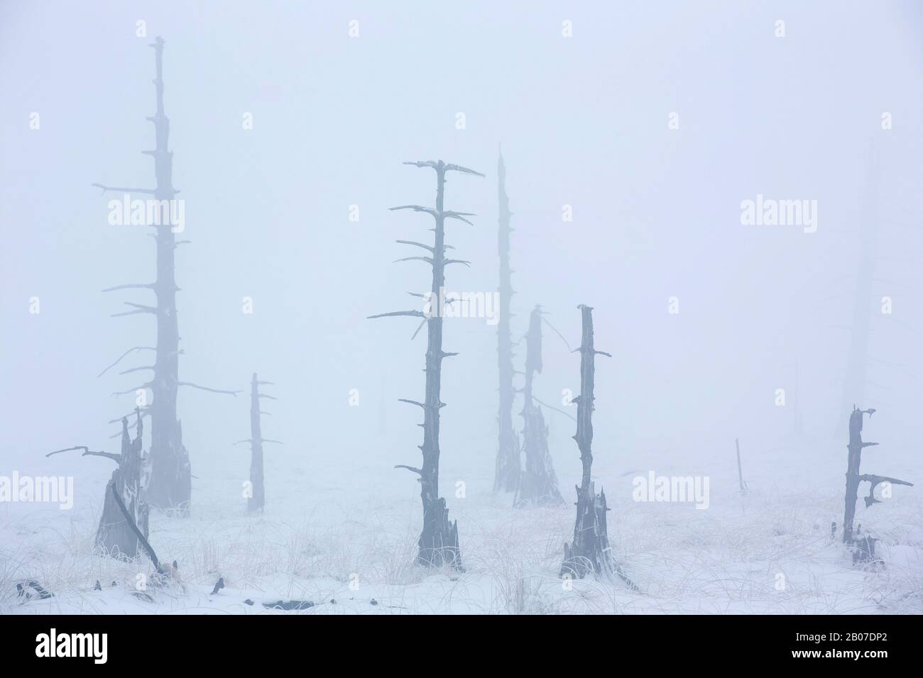 Tote Bäume im Schnee, Belgien, Luik, Hochfens, Hoge Venen Stockfoto