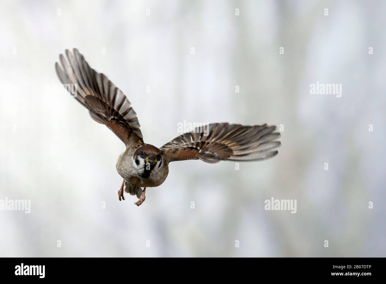 Eurasischer Baumpfeil (Passer montanus), im Flug, Vorderansicht, Deutschland Stockfoto