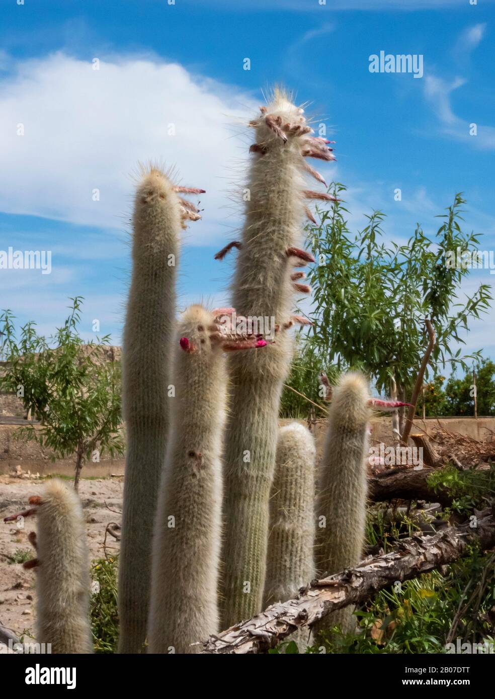 Affenschwanz Kakteen (Cleistocactus strausii, Cleistocactus straussii), Zierpflanze in einem Garten, Spanien, Andalusien, Almeria Stockfoto