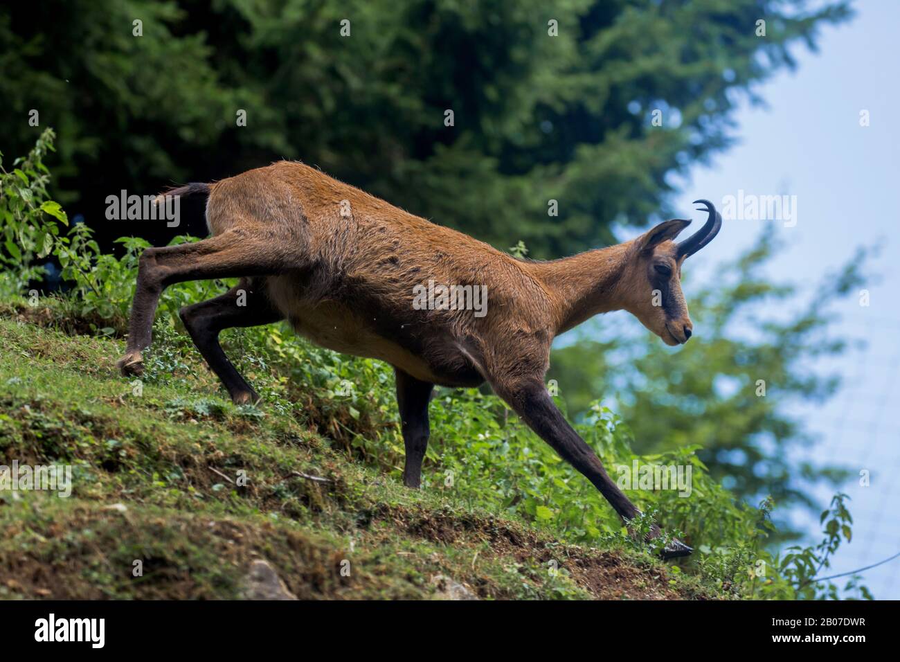 Gesimse (Rupicapra rupicapra), abgehendes Gefälle, Seitenansicht, Österreich, Tyrol Stockfoto