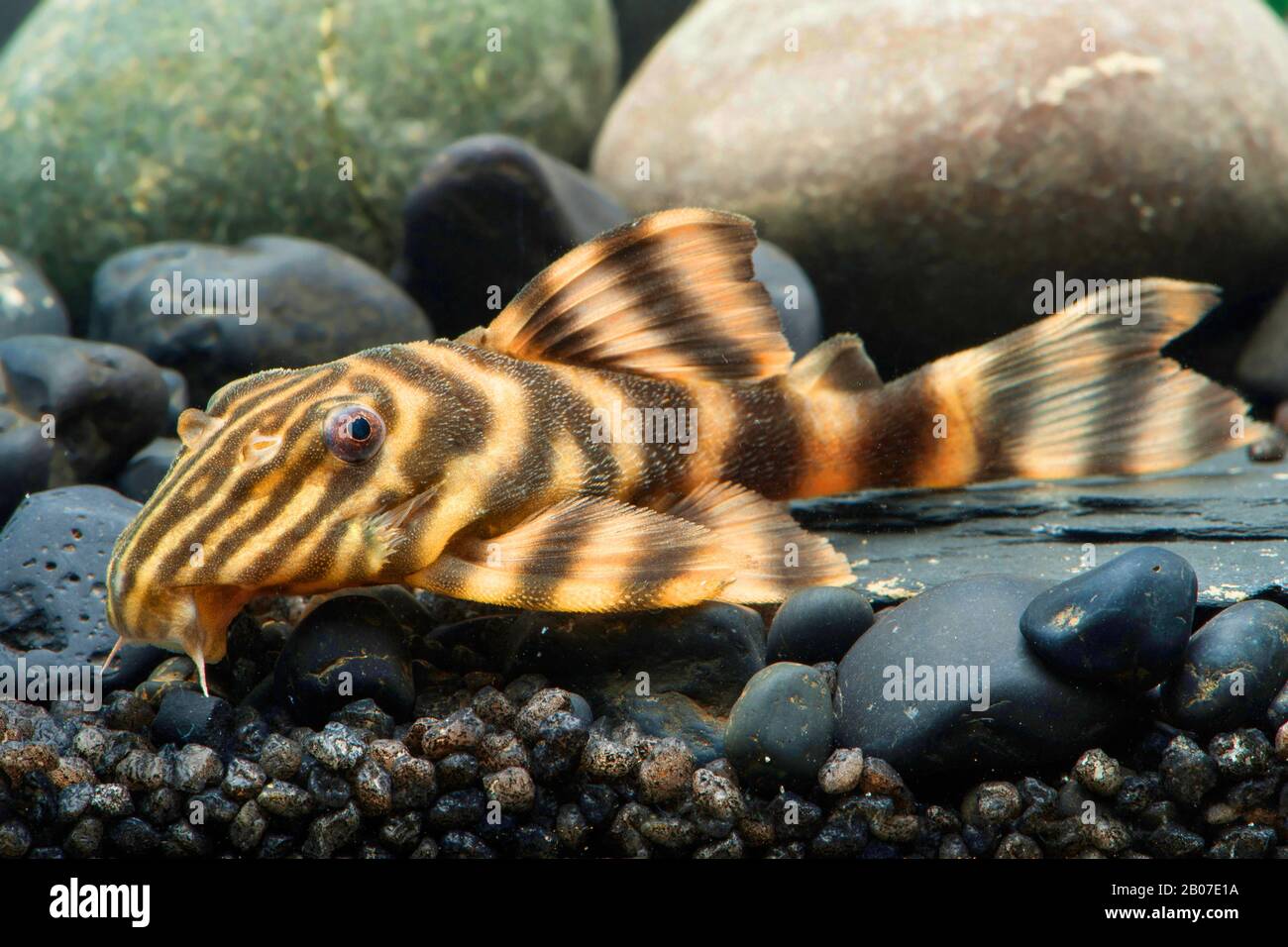 Golden Stripe (Panaqolus spec.,), auf Steinen unter Wasser Stockfoto