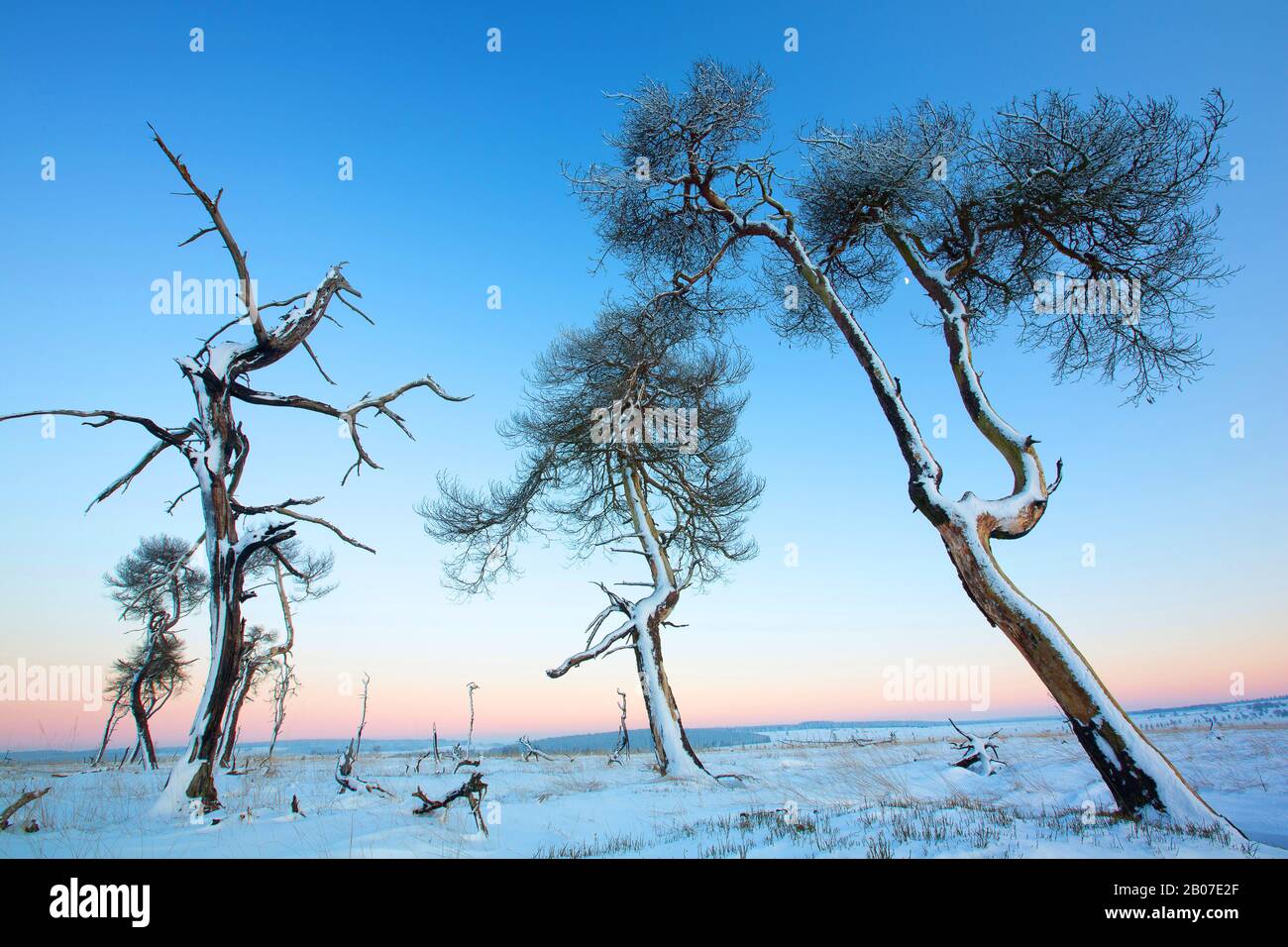 Scotch Pine, Scots Pine (Pinus sylvestris), tote Bäume nach einem Brand im Moorgebiet, Belgien, Ardennen, Noir Flohay, Hoge Venen Stockfoto