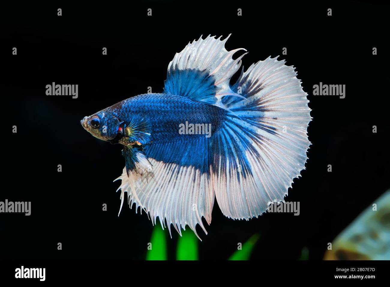 Siamesischer Kampffisch, siamesischer Kämpfer (Betta splendens Halbmond-Schmetterling), Halbmond-Schmetterling Stockfoto