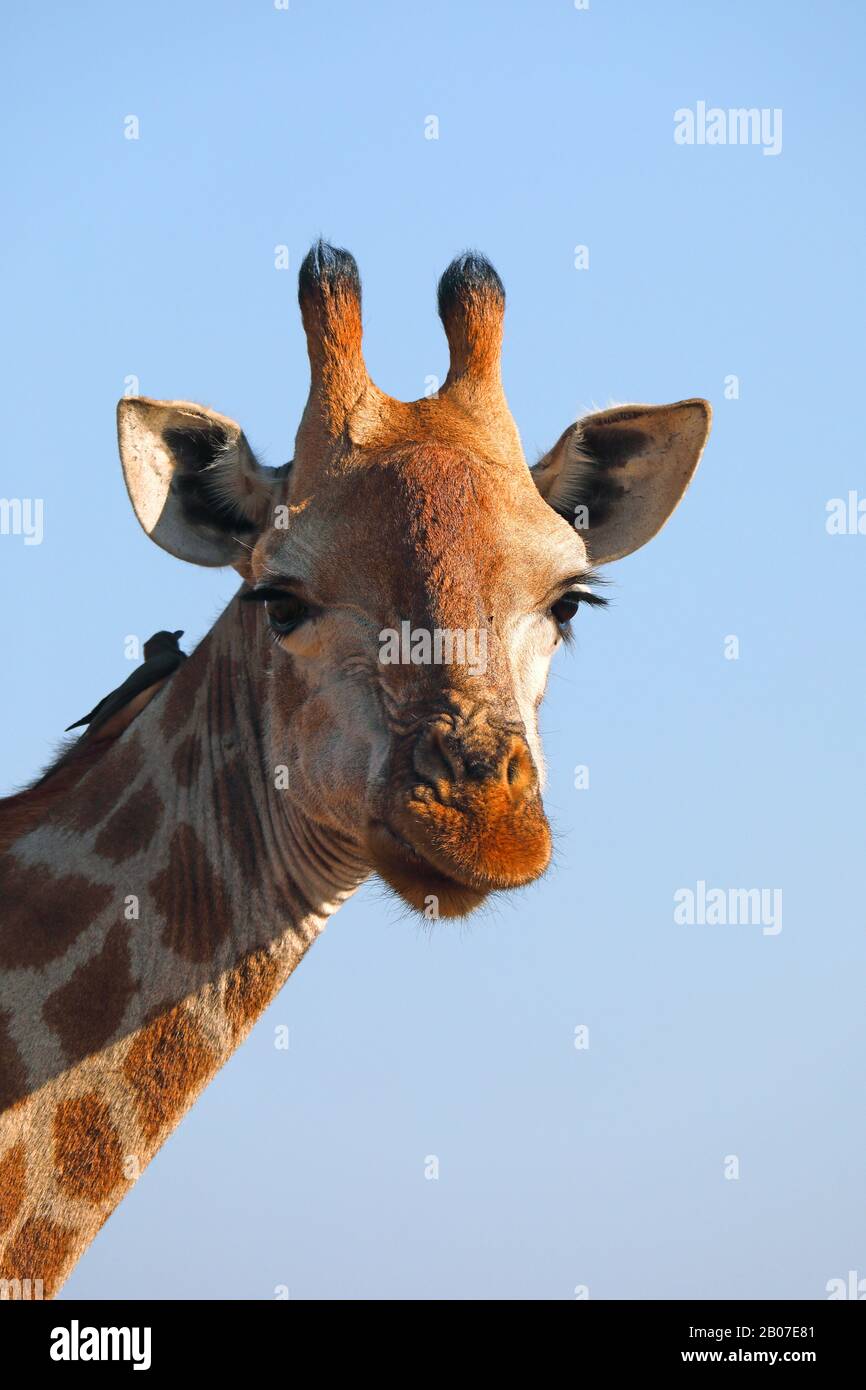Giraffe (Giraffa camelopardalis), Porträt, Südafrika, Mpumalanga, Kruger-Nationalpark Stockfoto