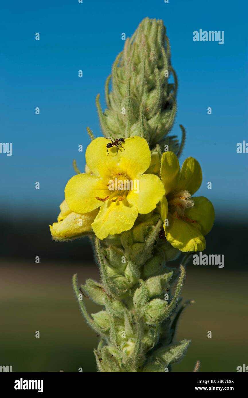 Dichtblütiges Mullein, dichtes Mullein (Verbascum densiflorum), Blume mit Ameise, Deutschland Stockfoto
