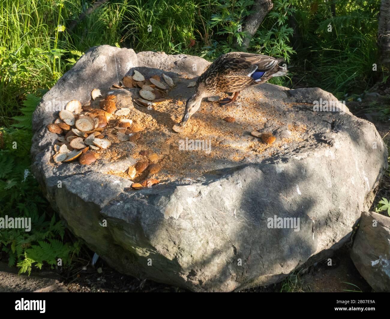 Mallard (Anas platyrhynchos), reichlich Lebensmittel für Ducks, Norwegen, Troms Stockfoto