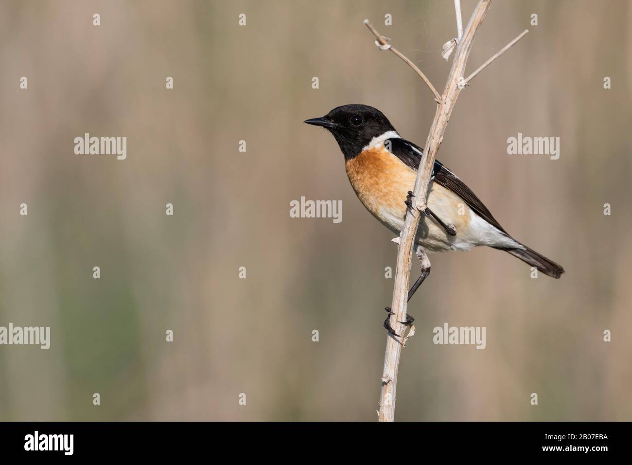 Sibirischer Stonechat, asiatischer Stonechat (Saxicola maurus), männlich an einem Stamm perchend, Kasachstan Stockfoto