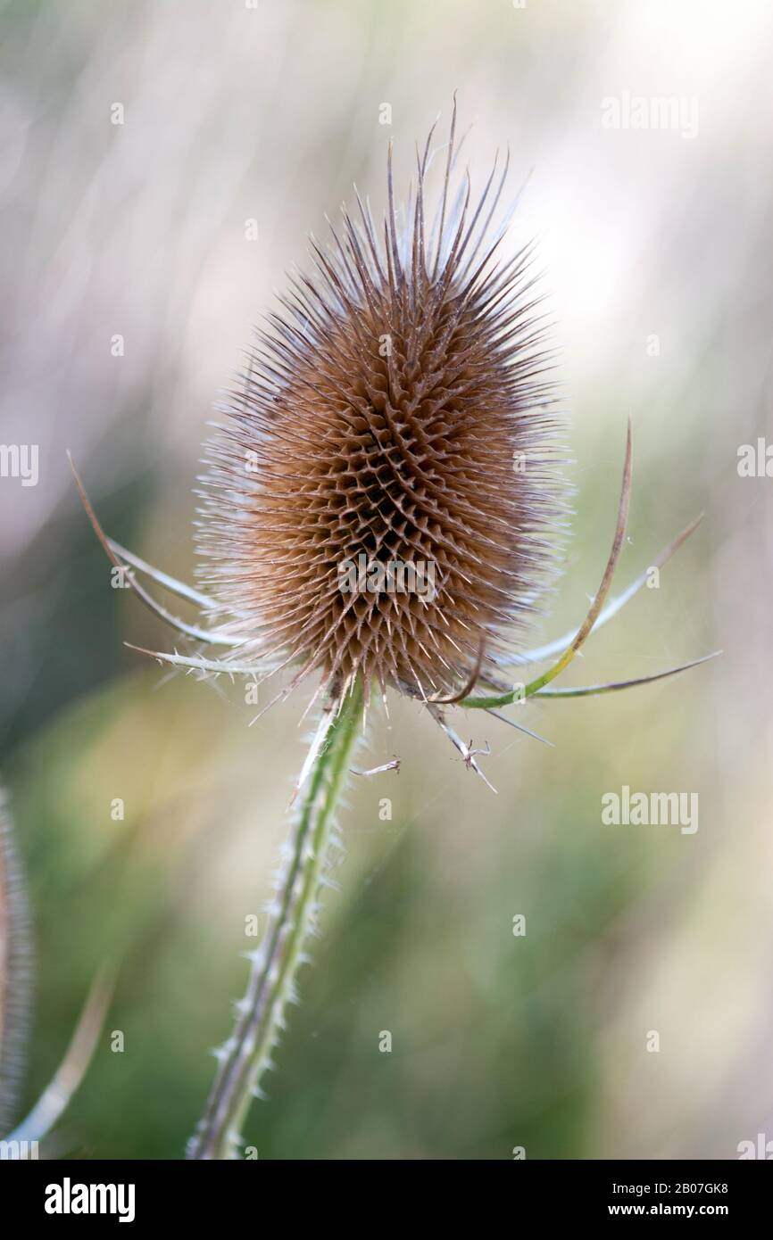 Teasel-Blumenkopf (Dipsacus fullonum) in Winchelsea, East Sussex, Großbritannien wild wächst Stockfoto