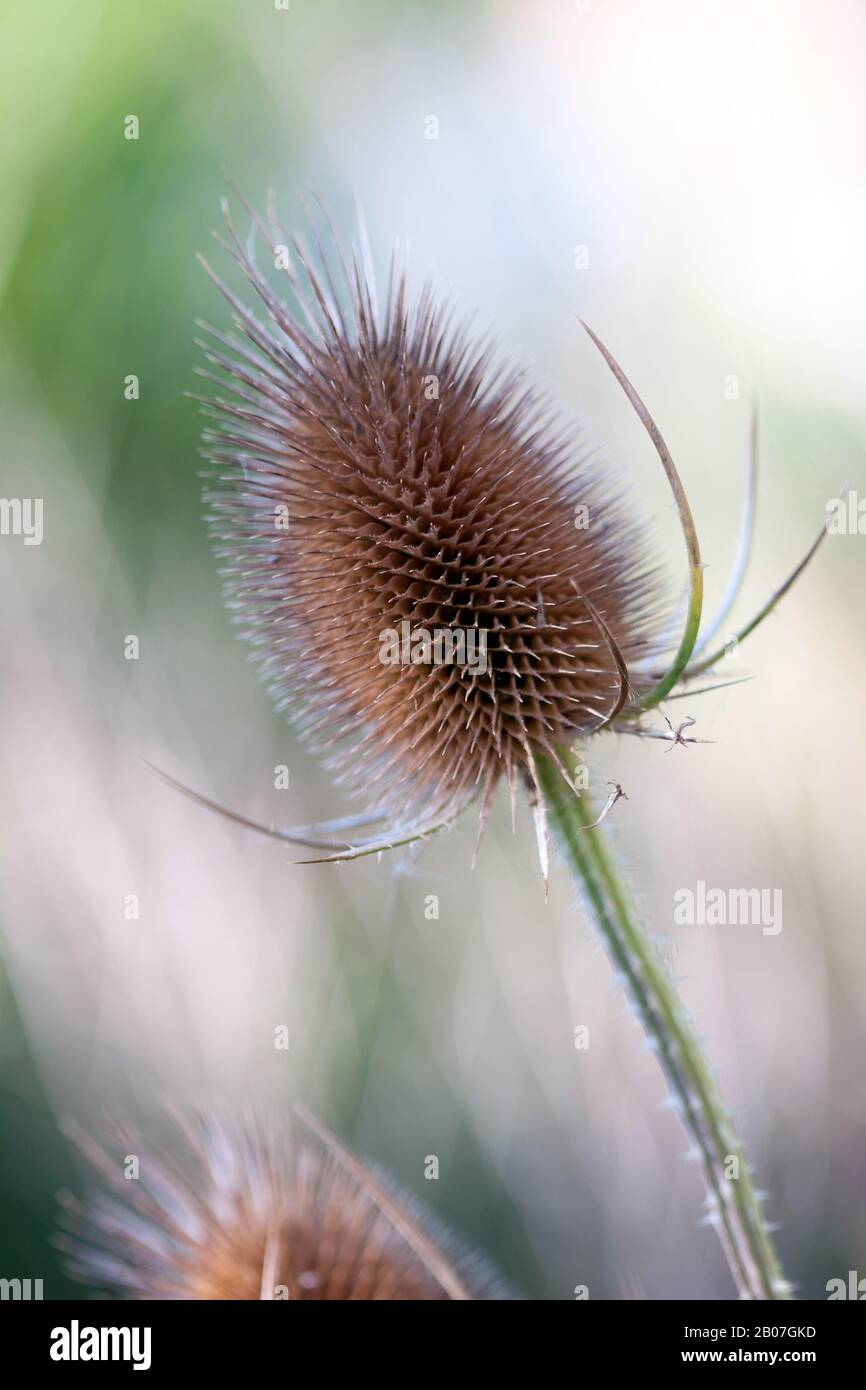 Teasel-Blumenkopf (Dipsacus fullonum) in Winchelsea, East Sussex, Großbritannien wild wächst Stockfoto