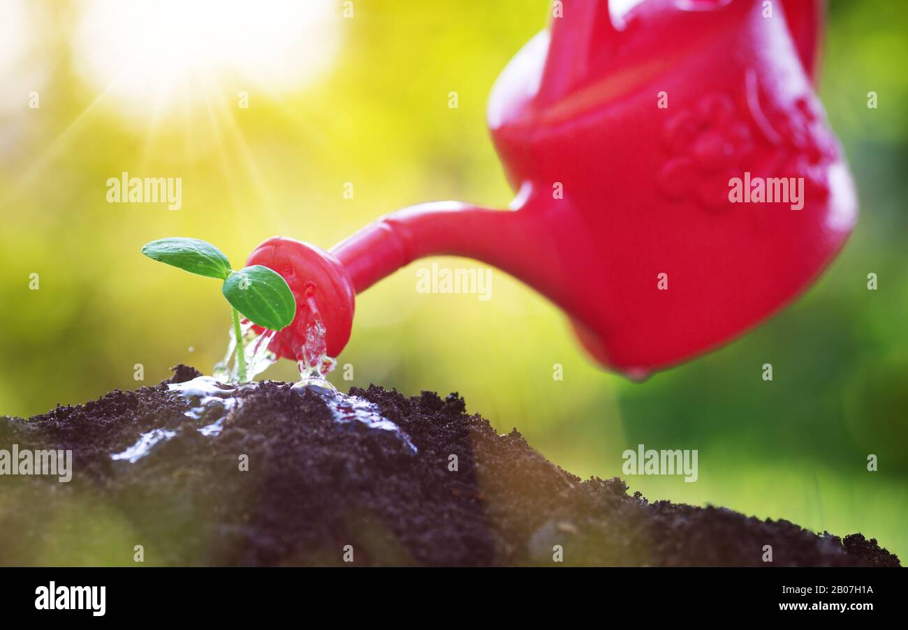 Wasser Tropfen fallen auf Neuen an einem sonnigen Tag im Garten sprießen im Sommer Stockfoto