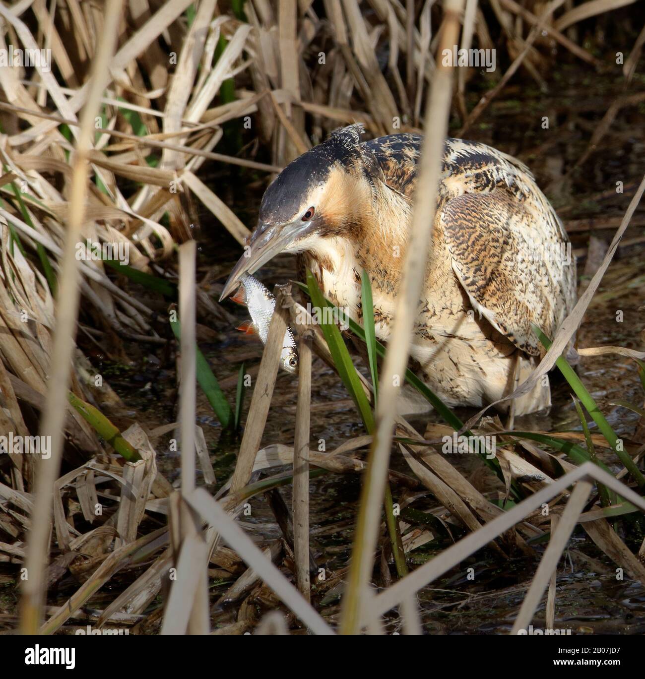 Bittern, Botaurus stellaris, unter Schilf Stehend Mit EINEM Fisch, Den Er In Seinem Schnabel Gefangen hat. In den Blashford Lakes in der Nähe von Ringwood UK eingenommen Stockfoto