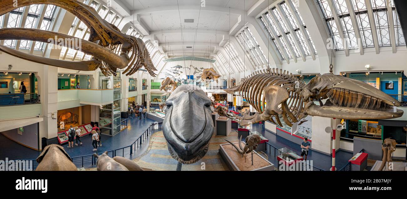 London, Großbritannien. Etwa Dezember 2019. Panorama einer der Hallen mit Säugetieren, Walen und Delfinen im Natural History Museum of Londo Stockfoto