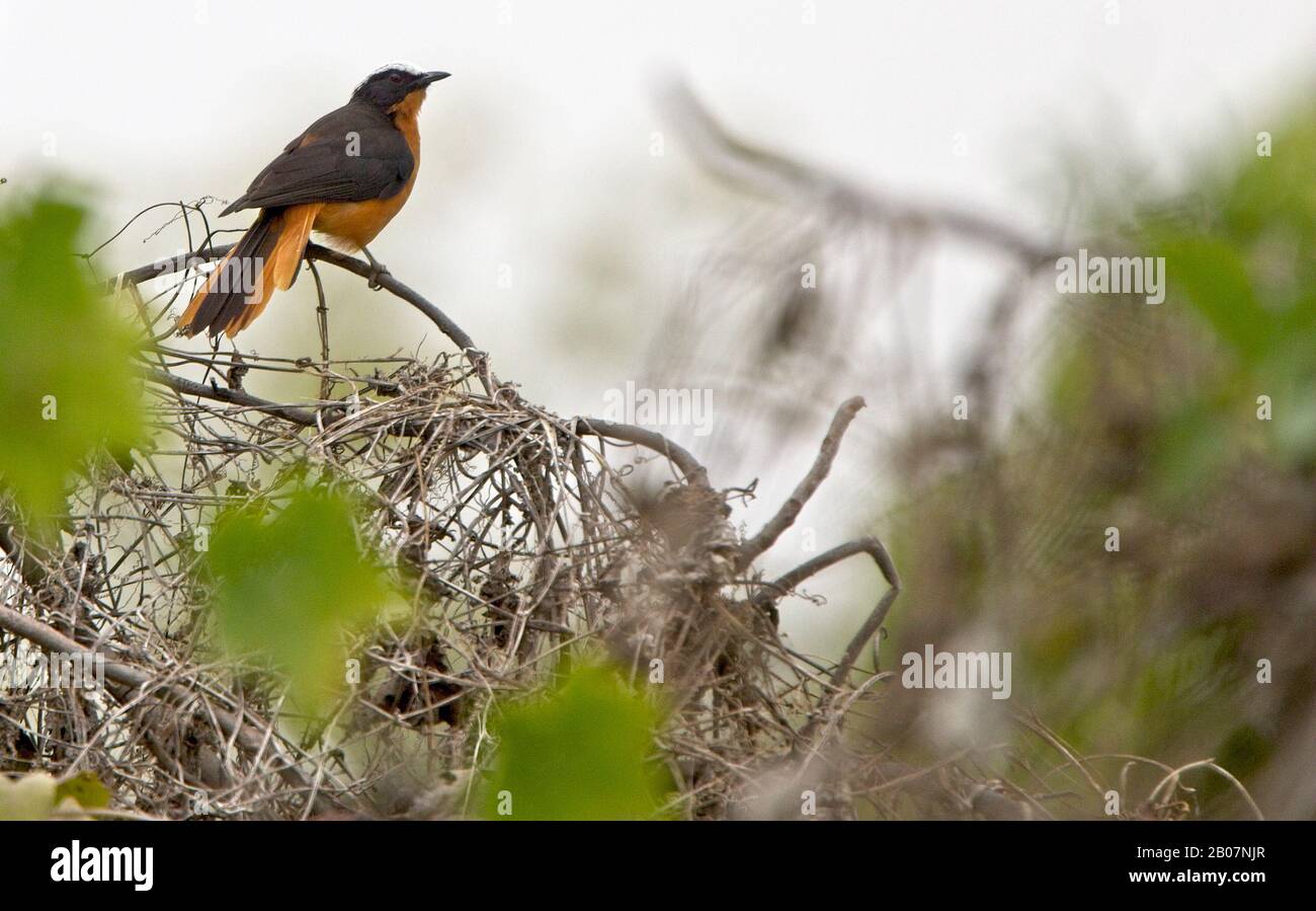 Weiß-krönender Robin-Chat (Cossypha albicapilla), thront, Georgetown, Gambia. Stockfoto