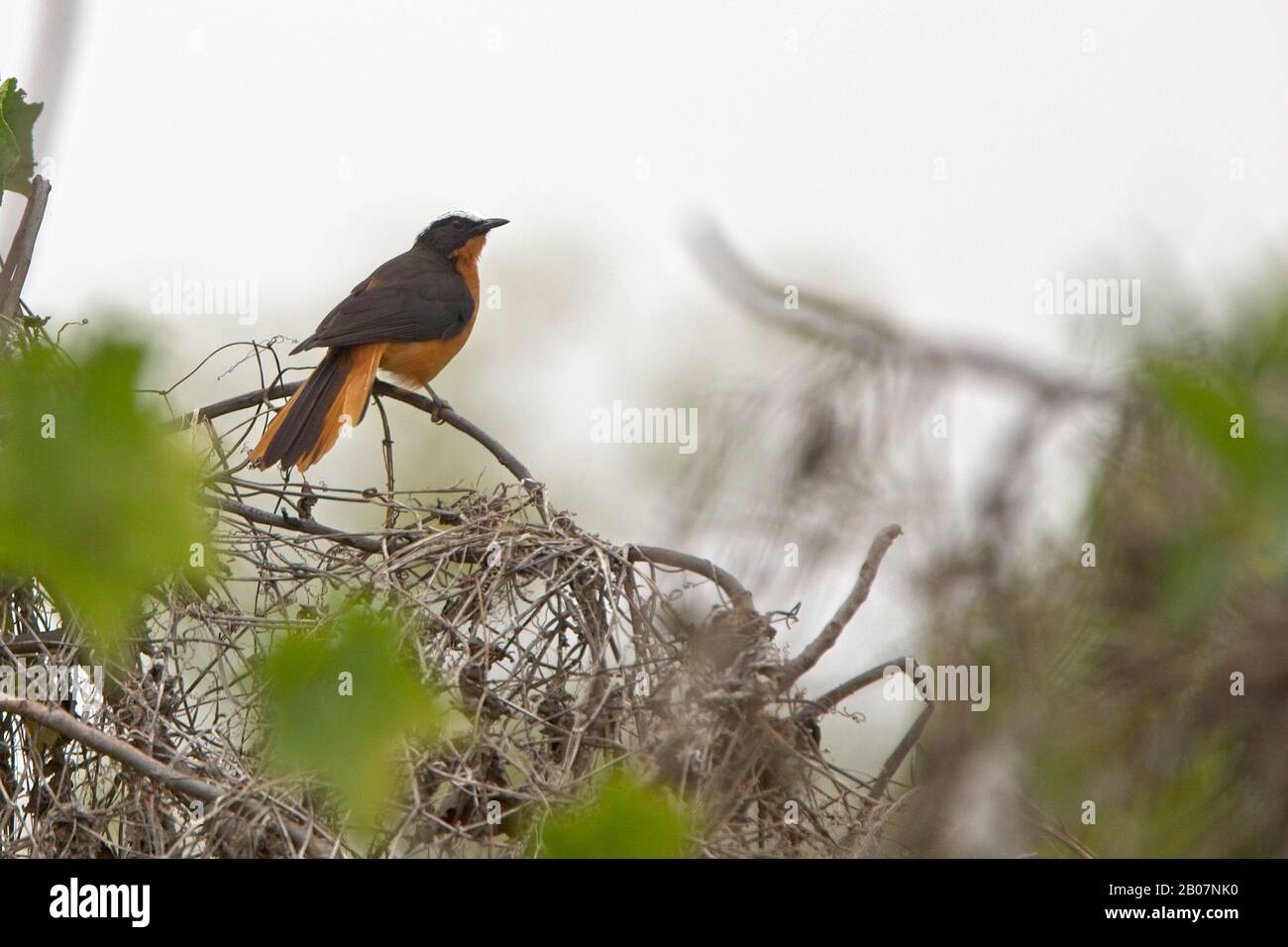 Weiß-krönender Robin-Chat (Cossypha albicapilla), thront, Georgetown, Gambia. Stockfoto