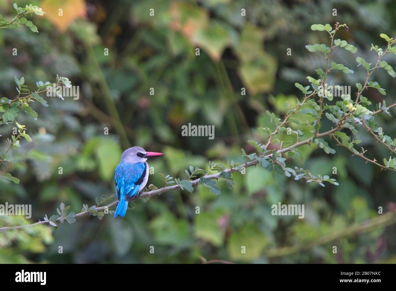 Waldland Kingfisher, (Halcyon senegalensis), liegt auf einem Zweig, Gambia. Stockfoto