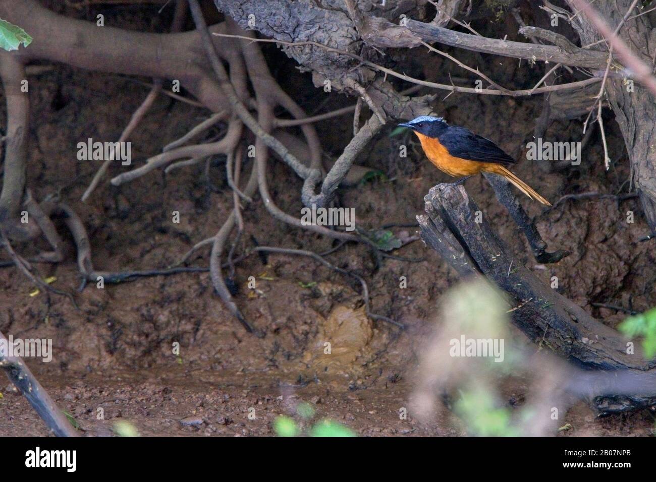 Der weiß-krönende Robin-Chat (Cossypha albicapilla), der im Unterholz am Ufer des Gambia-Flusses in Gambia thront. Stockfoto