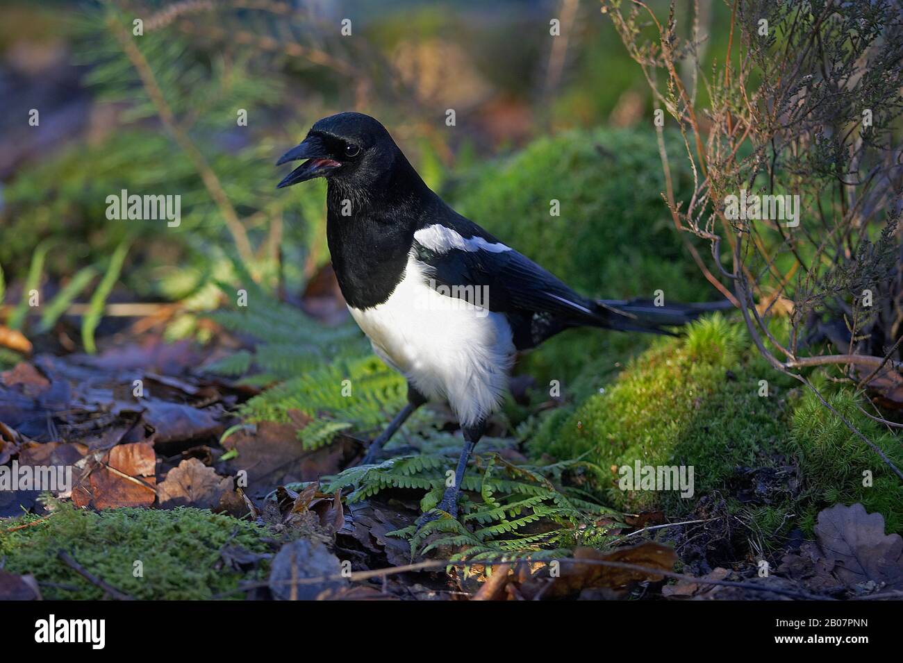 Schwarz in Rechnung gestellt Elster oder europäische Elster, Pica Pica, Erwachsene Berufung, Normandie Stockfoto