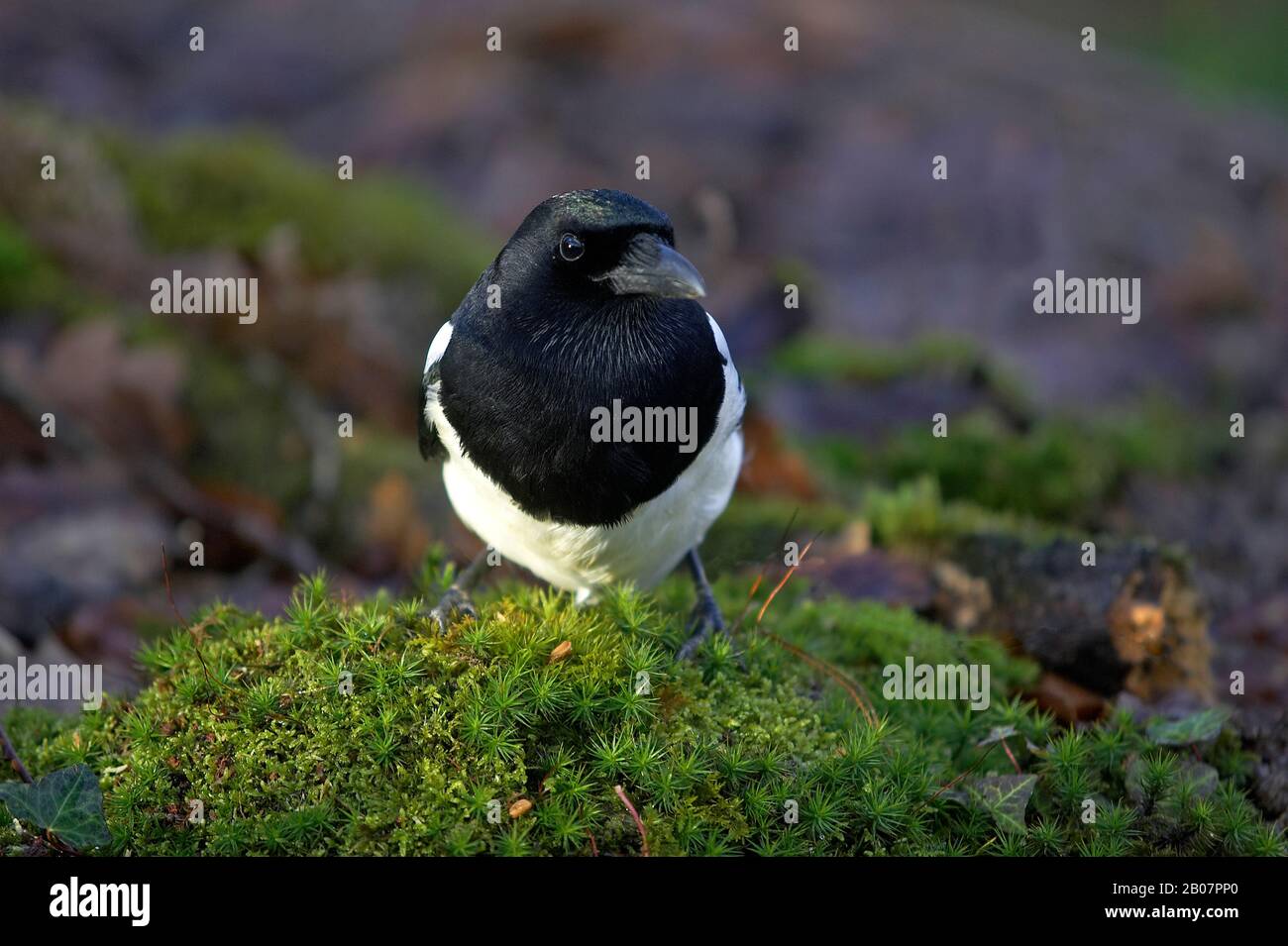 Schwarz in Rechnung gestellt Elster oder europäische Elster, Pica Pica, Normandie Stockfoto