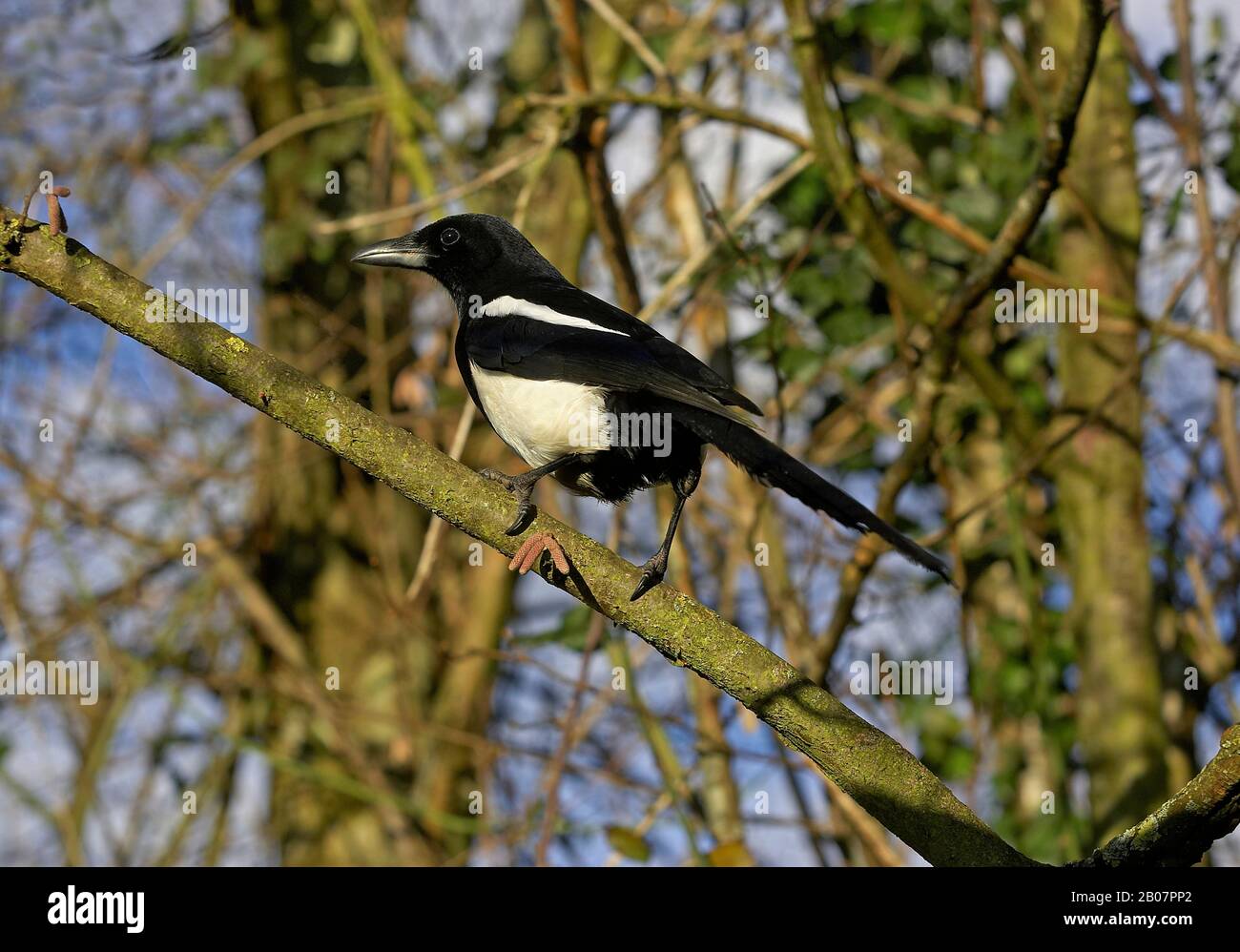 Schwarz in Rechnung gestellt Elster oder europäische Elster, Pica Pica, Normandie Stockfoto