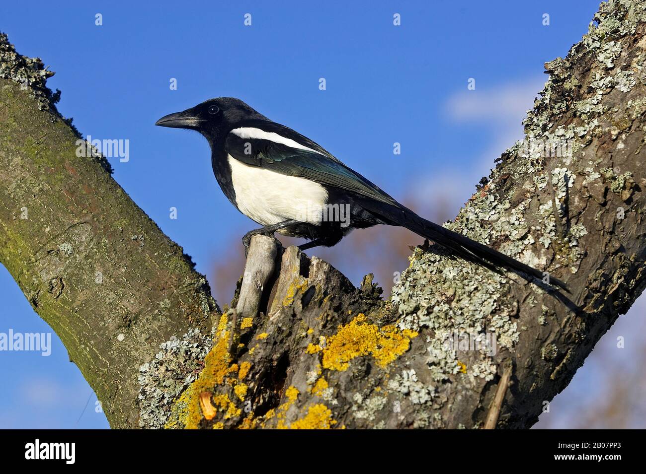 Schwarz in Rechnung gestellt Elster oder europäische Elster, Pica Pica, Normandie Stockfoto