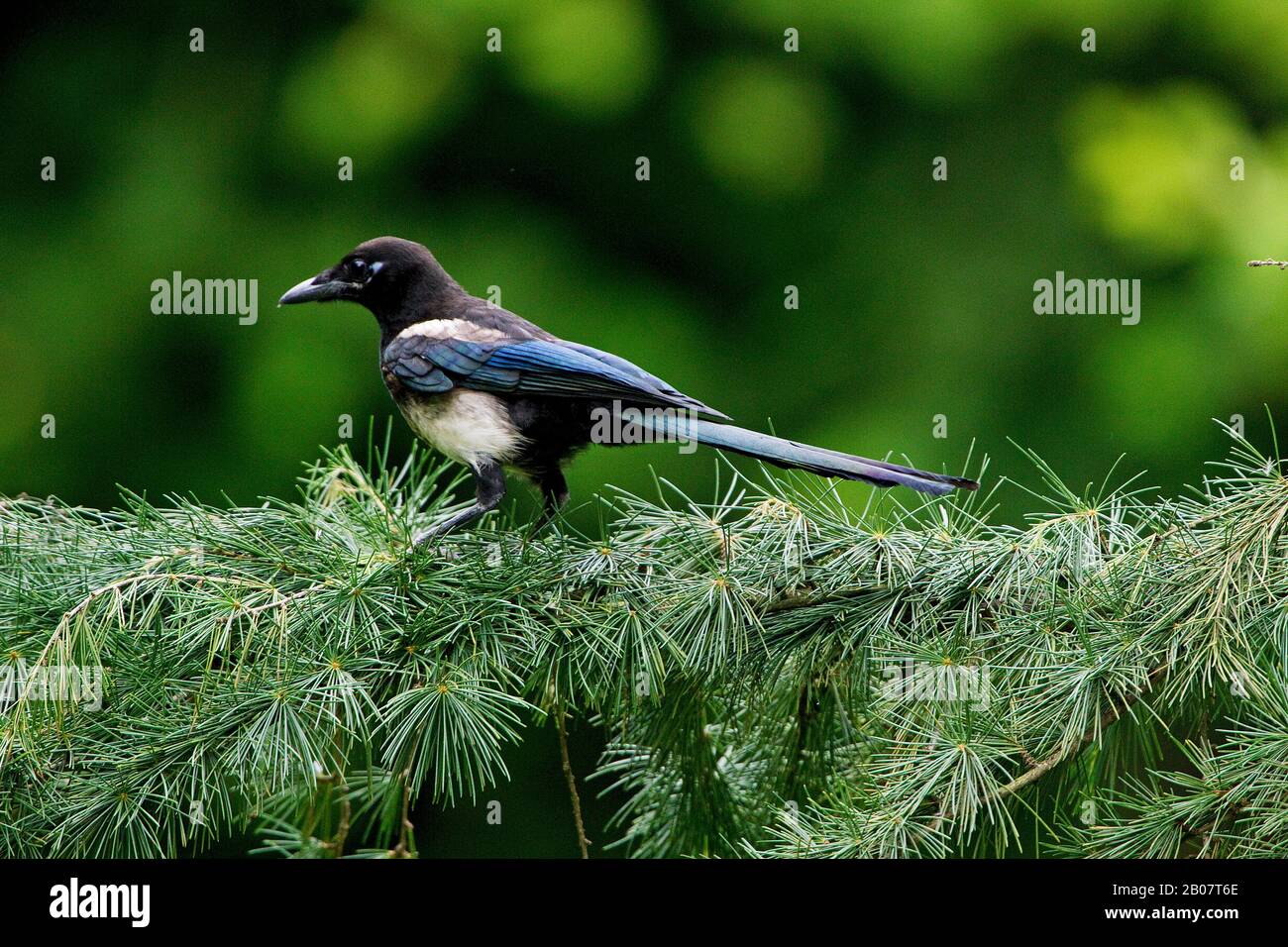 Schwarz in Rechnung gestellt Elster oder europäische Elster, Pica Pica, Erwachsenen stehen auf Zweig, Normandie Stockfoto