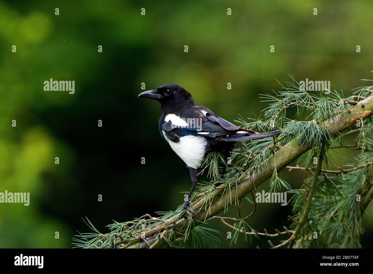 Schwarz in Rechnung gestellt Elster oder europäische Elster, Pica Pica, Erwachsenen stehen auf Zweig, Normandie Stockfoto