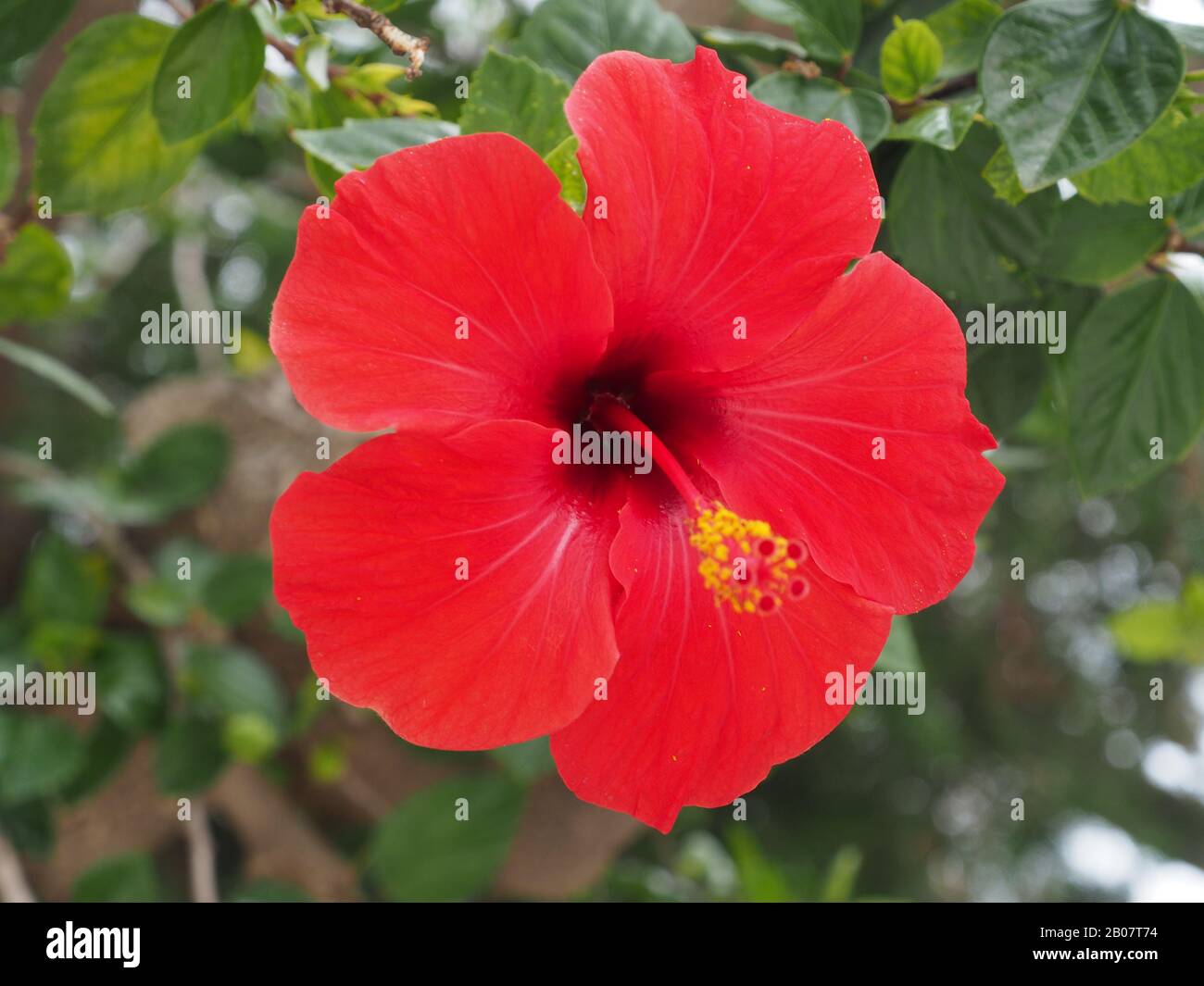 Hibiscus Blume wächst in Griechenland. Teil der Familie Mallow, Malvaceae. Stockfoto