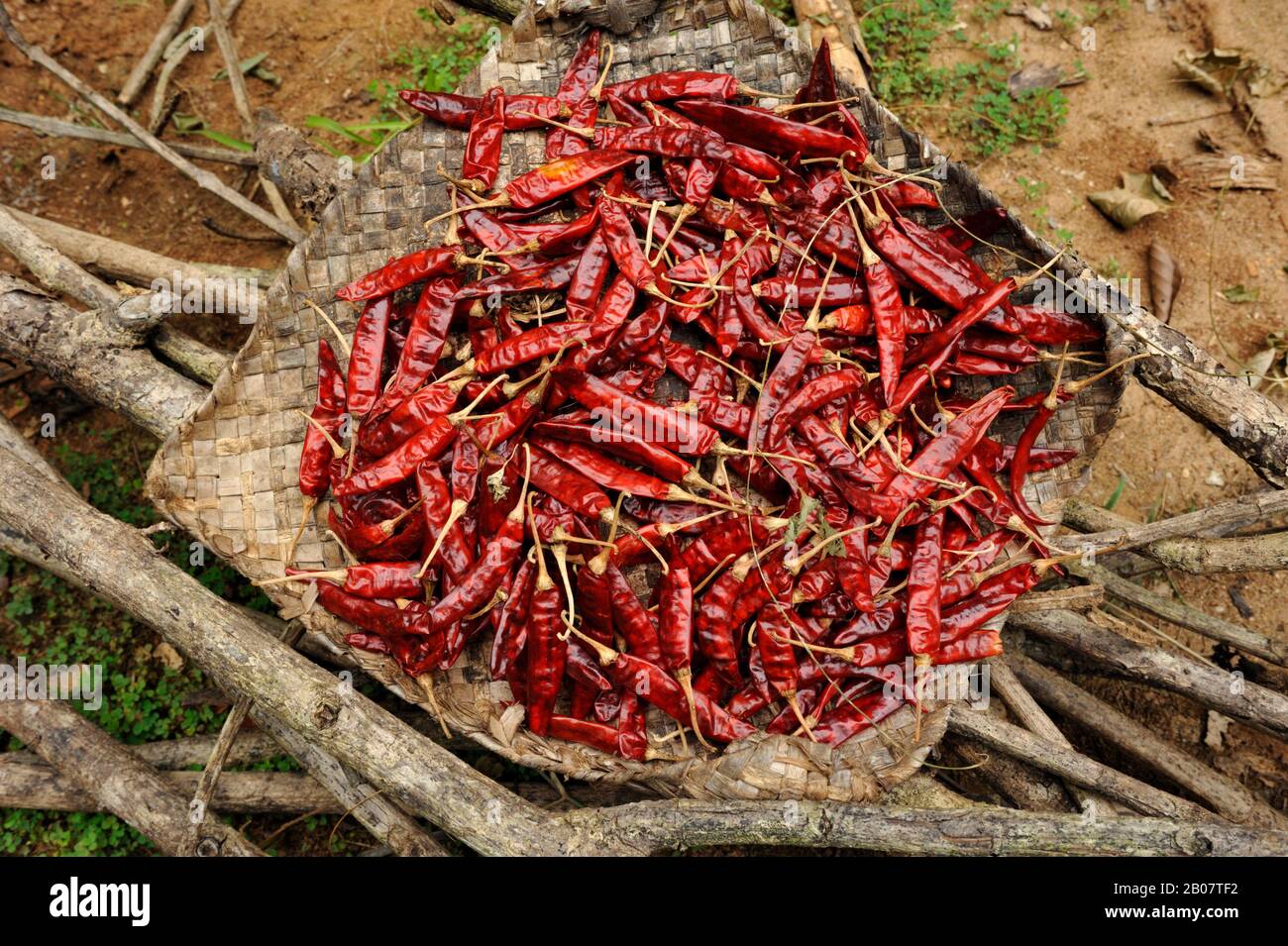 Sri Lanka, rote Paprika Stockfoto