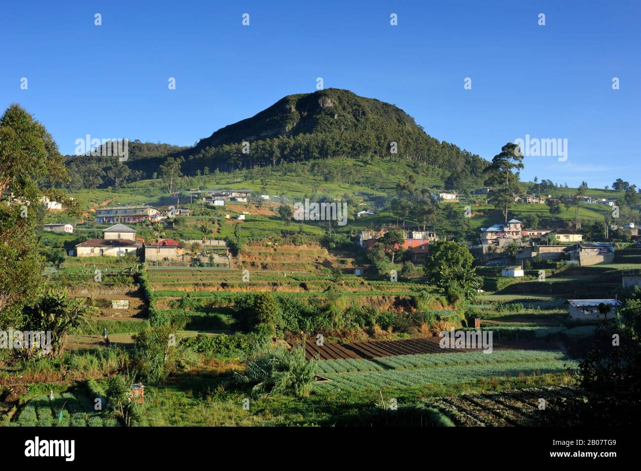 Sri Lanka, Nuwara Eliya, kultivierte Felder und MT Pedro, der höchste Berg Sri Lankas Stockfoto